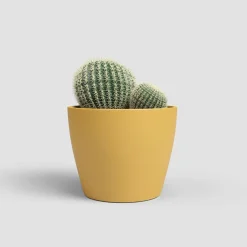Maceta de Interior Nubia Cactus amarillo
