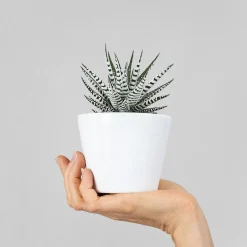 Maceta para Cactus mini blanco