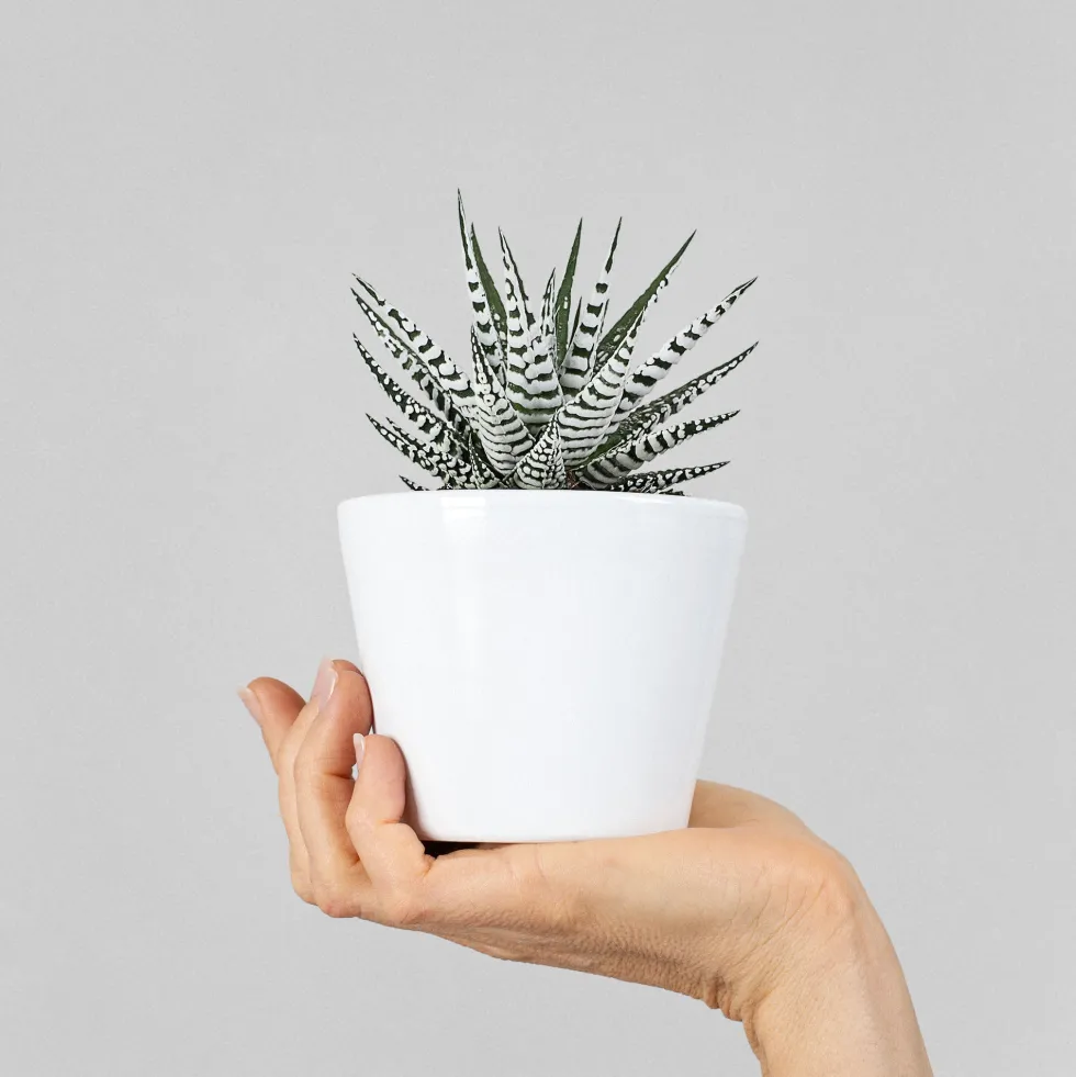 Maceta para Cactus mini blanco
