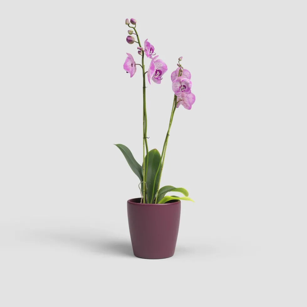 Maceta para Orquídeas Thalia burdeos