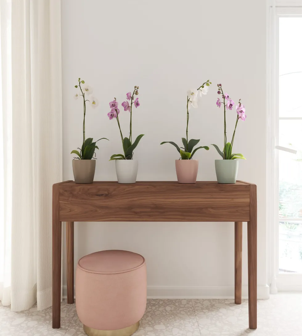 Maceta para Orquídeas Thalia rosa