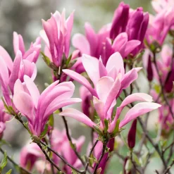 Magnolia caduca (colores variados)