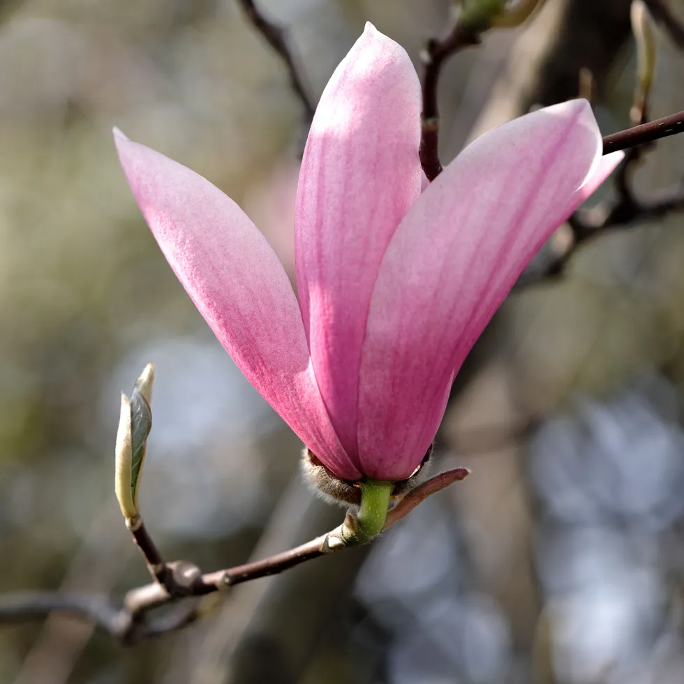 Magnolia caduca (colores variados)