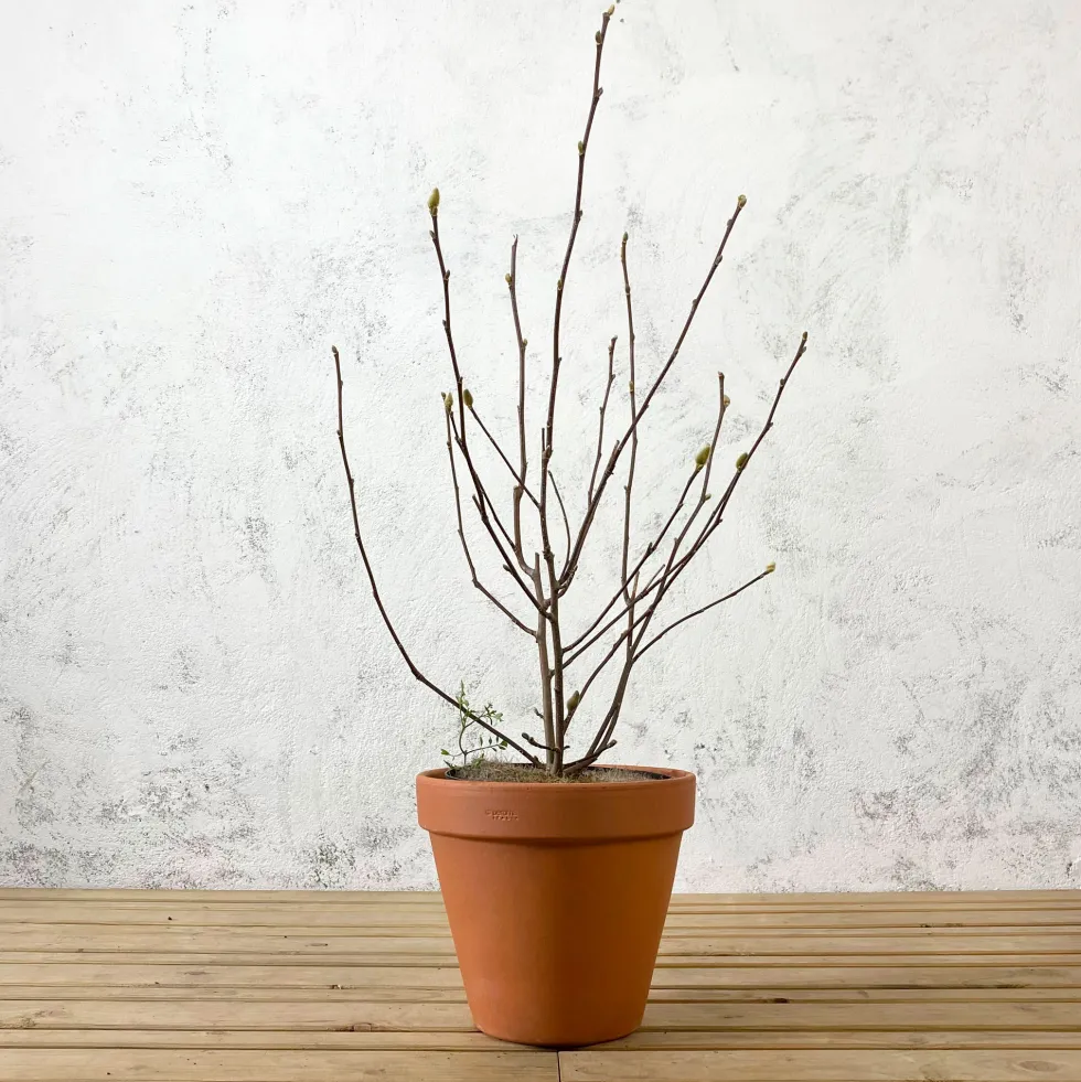 Magnolia caduca (colores variados)