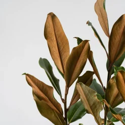 Magnolia grandiflora