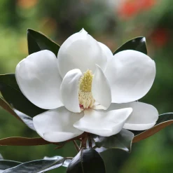 Magnolia grandiflora 'Galissonnière'