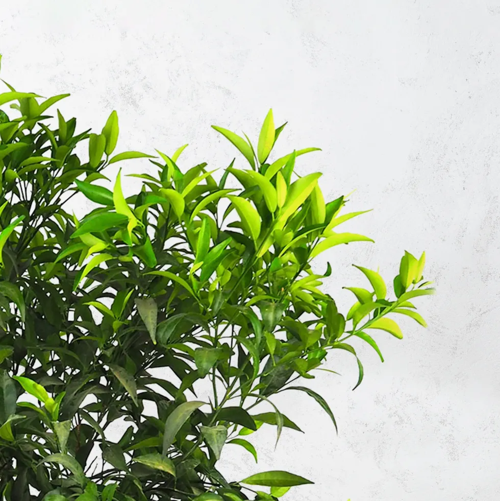 Mandarino (citrus reculata)