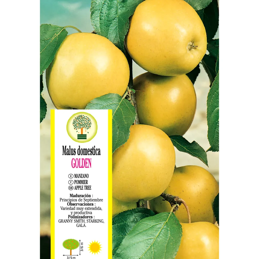 Manzano "Golden" (árbol frutal)