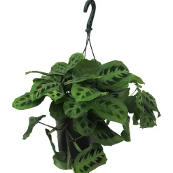 Maranta leuconeura 'Fascinator'