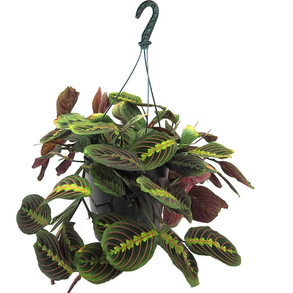 Maranta leuconeura 'Fascinator'