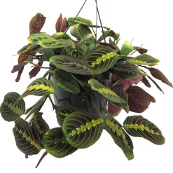 Maranta leuconeura 'Fascinator'