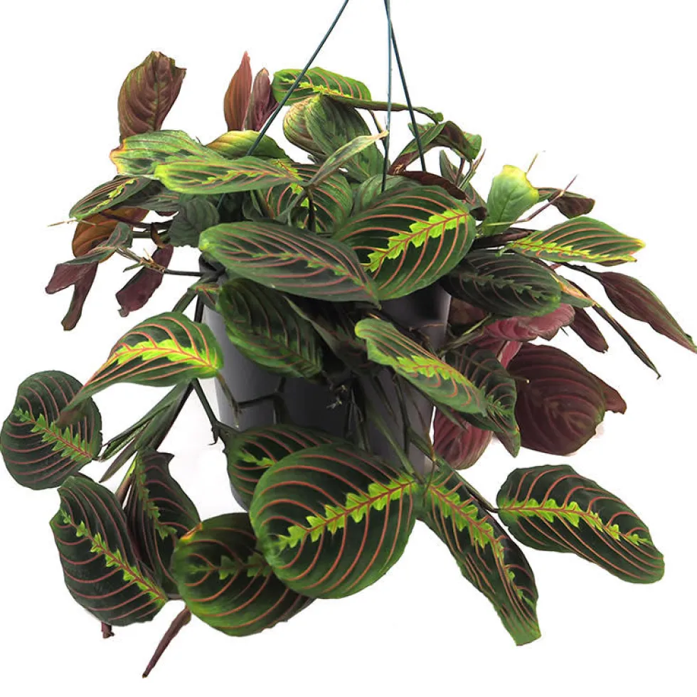 Maranta leuconeura 'Fascinator'