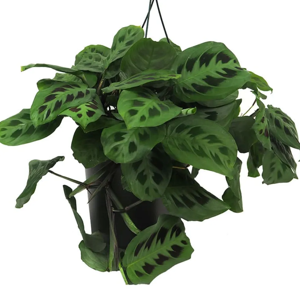 Maranta leuconeura 'Fascinator'