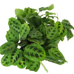 Maranta leuconeura 'Fascinator'