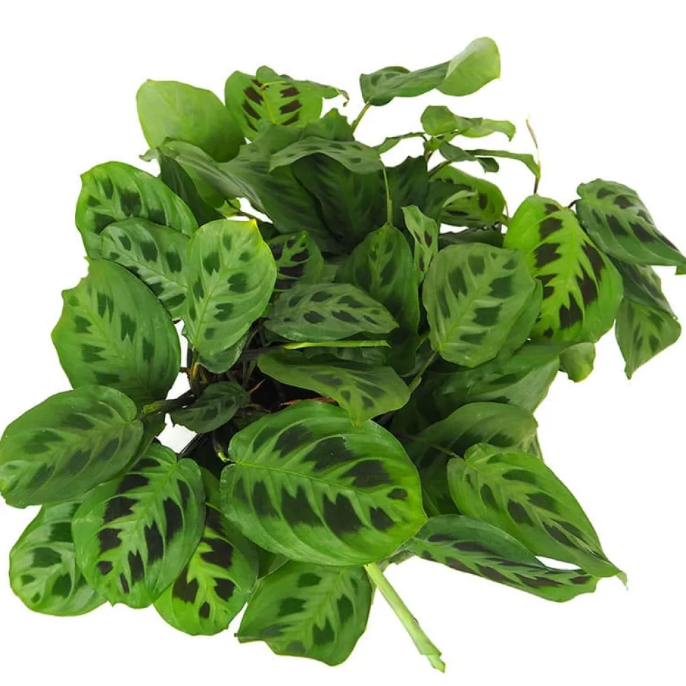 Maranta leuconeura 'Fascinator'