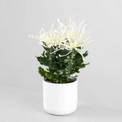 Margarita índica 'Fireworks Cream'