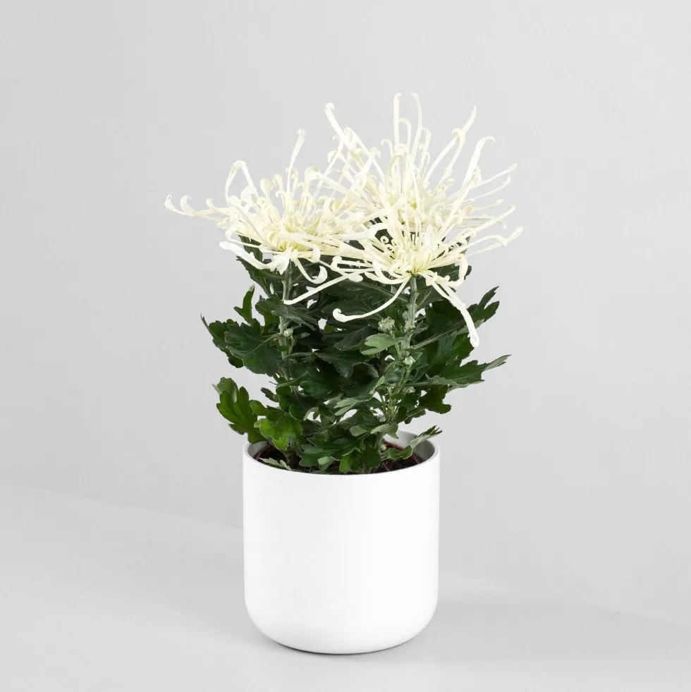 Margarita índica 'Fireworks Cream'