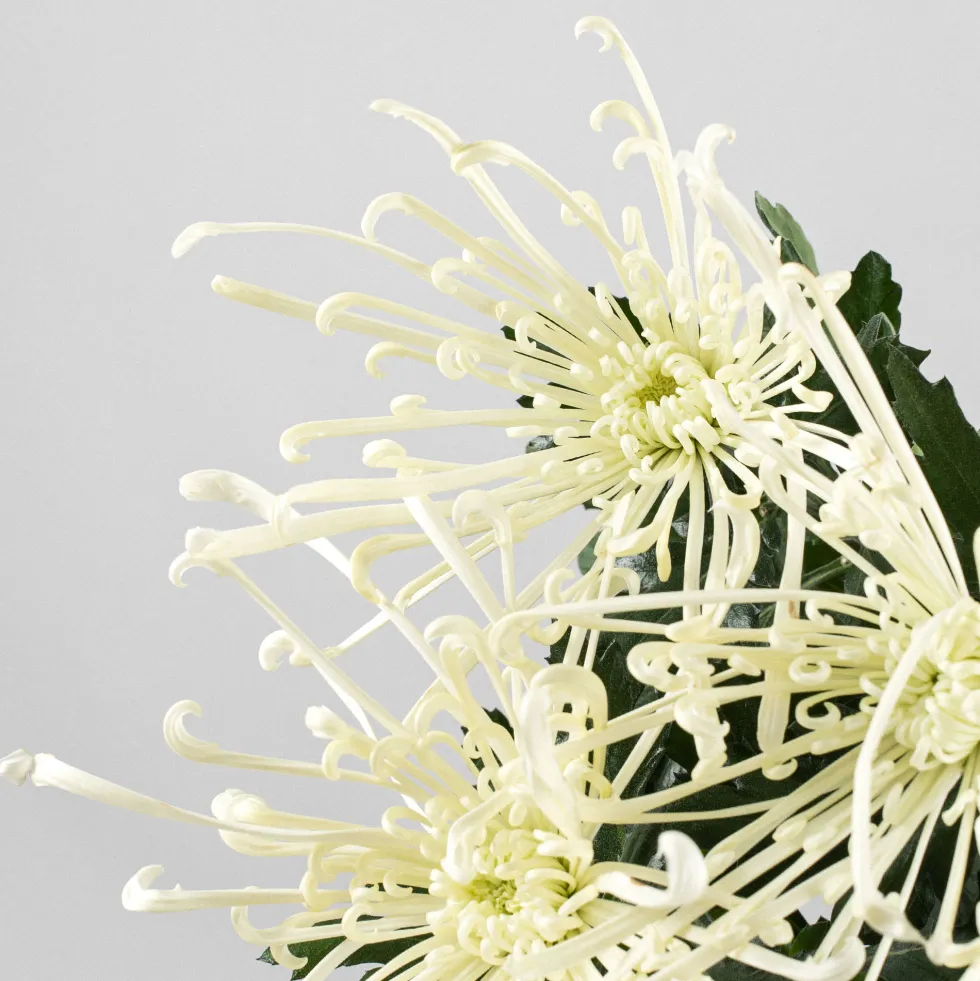 Margarita índica 'Fireworks Cream'