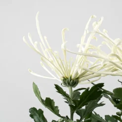 Margarita índica 'Fireworks Cream'