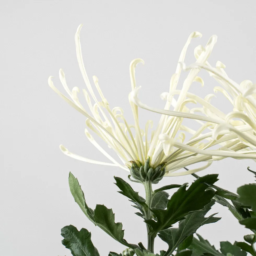 Margarita índica 'Fireworks Cream'
