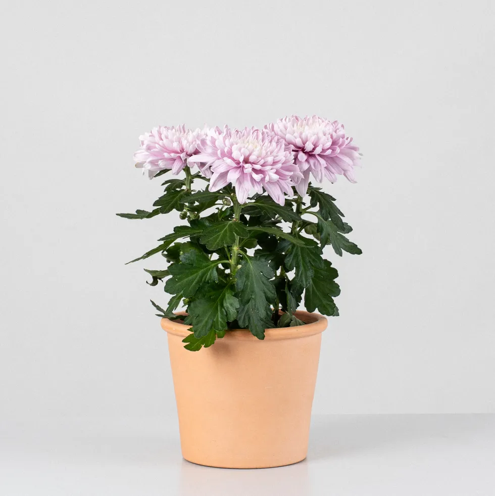 Margarita Supernova Pink