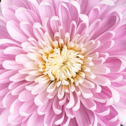 Margarita Supernova Pink