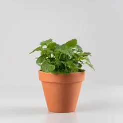 Melisa - Planta aromática
