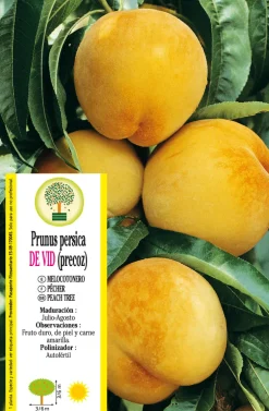 Melocotonero 'De Vid' precoz (Prunus persica)