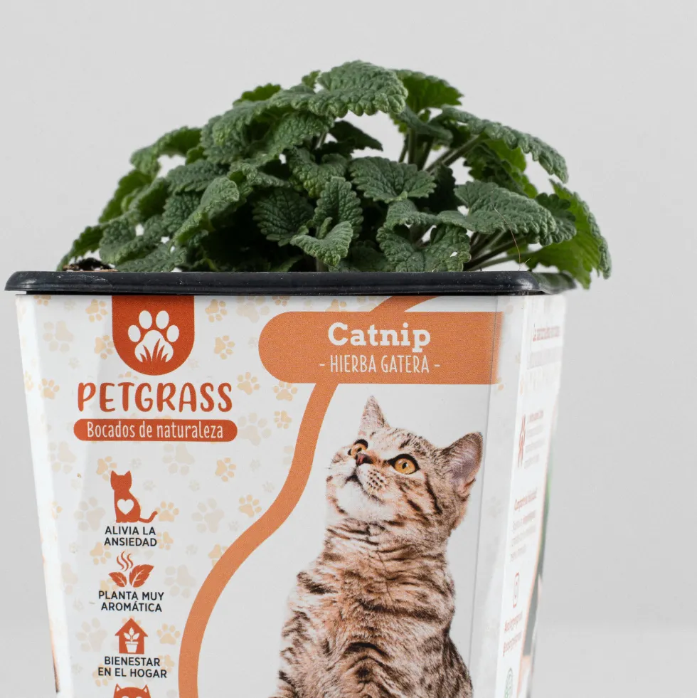 Menta gatera