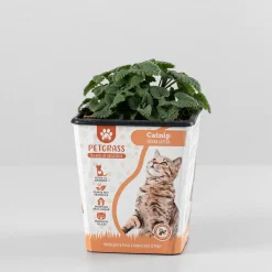 Menta gatera