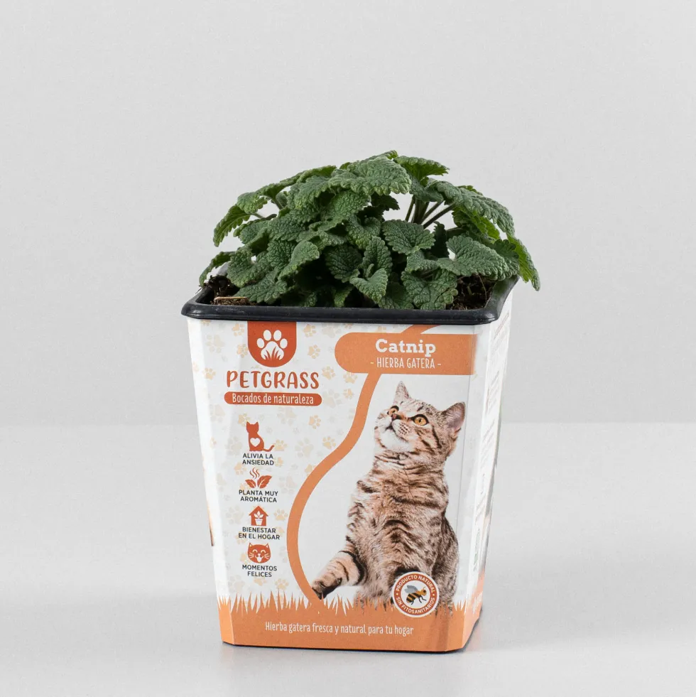 Menta gatera