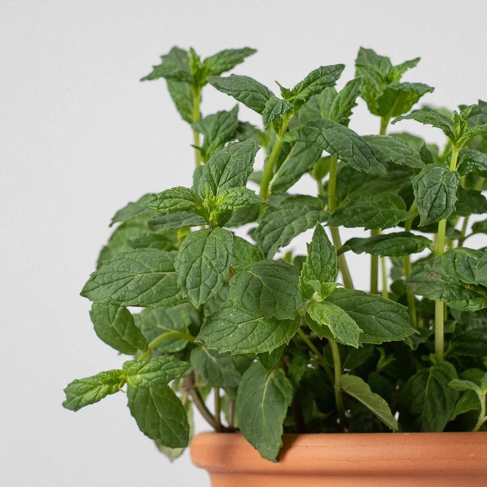 Menta piperita - Planta aromática