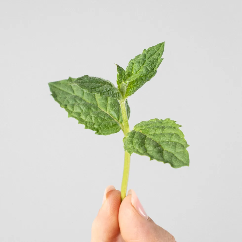 Menta piperita - Planta aromática