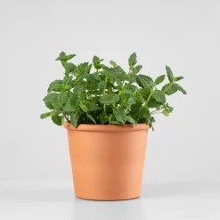 Menta piperita - Planta aromática