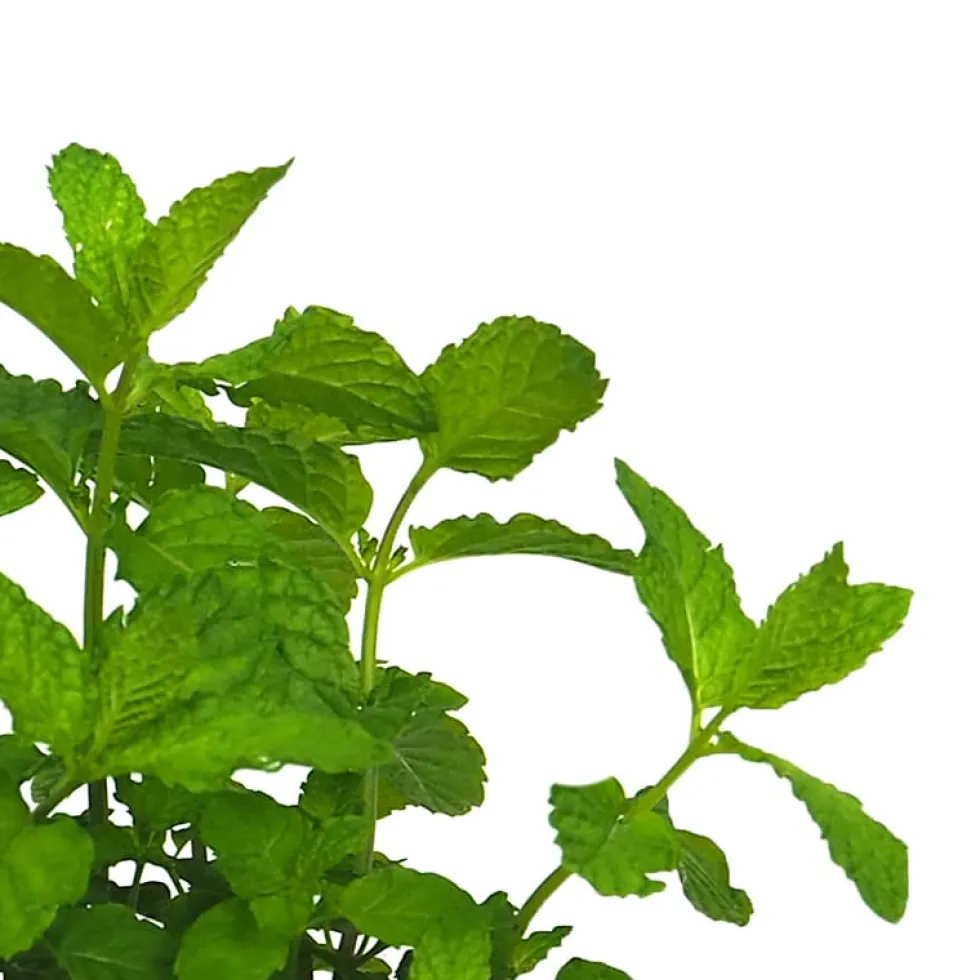 Menta suaveolens - Planta aromática