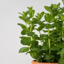 Menta suaveolens - Planta aromática