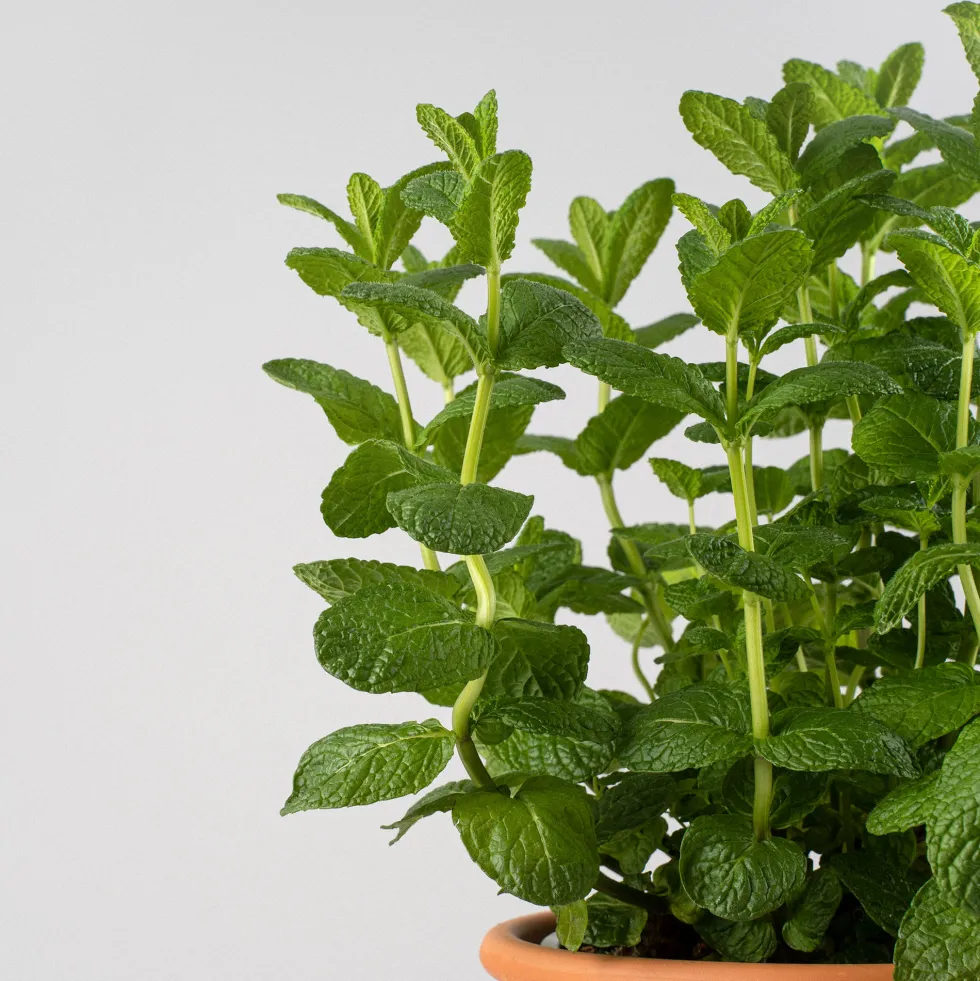 Menta suaveolens - Planta aromática