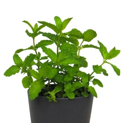 Menta suaveolens - Planta aromática