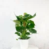 Monstera deliciosa con tutor (Costilla de Adán)