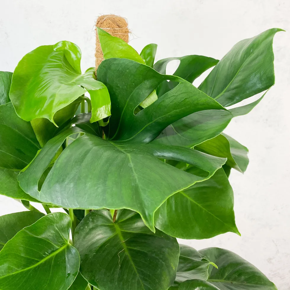 Monstera deliciosa con tutor (Costilla de Adán)