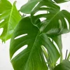 Monstera deliciosa (Costilla de Adán)