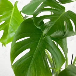 Monstera deliciosa (Costilla de Adán)