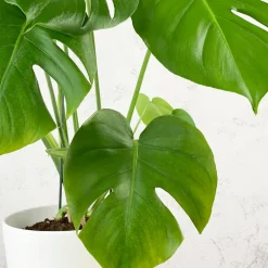 Monstera deliciosa (Costilla de Adán)