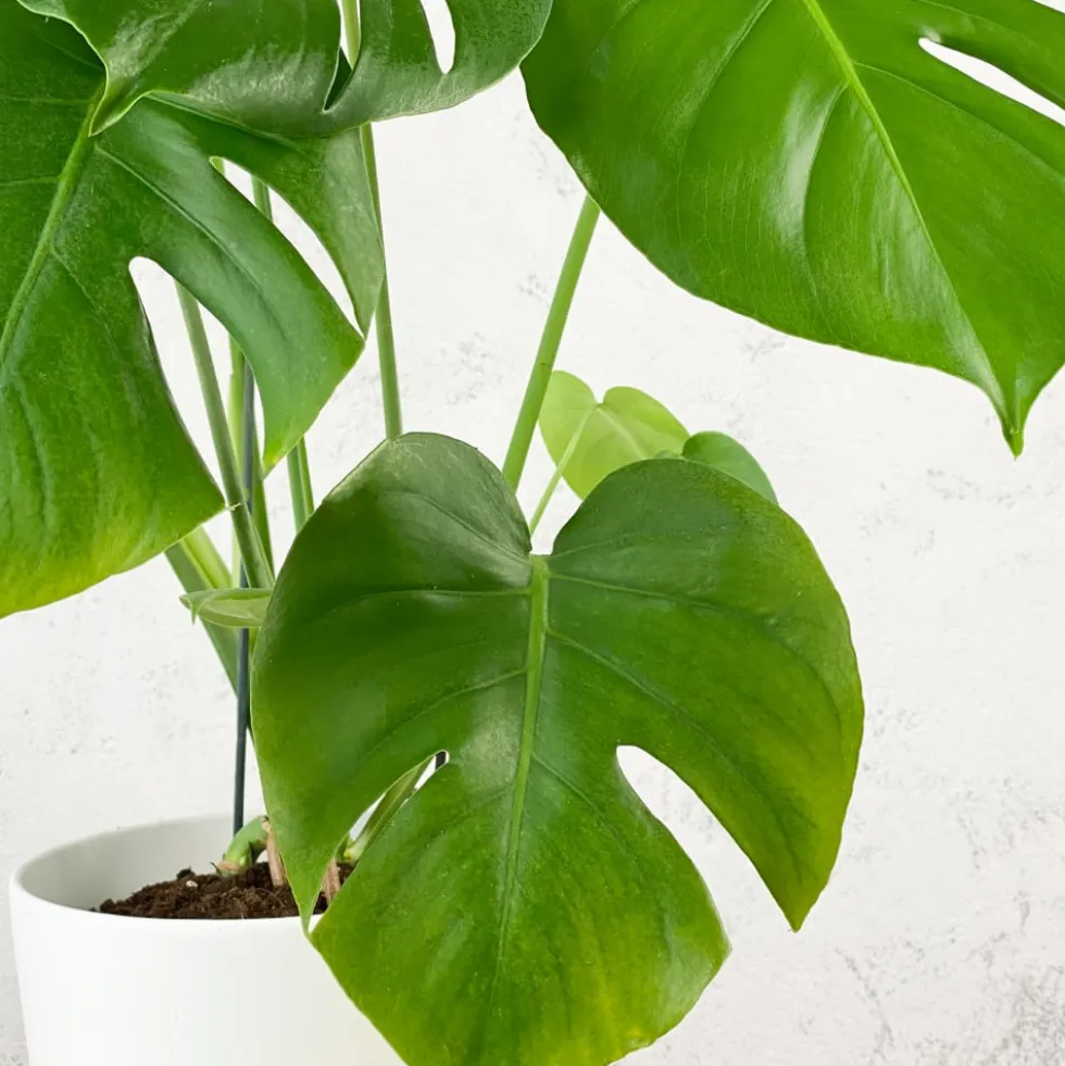 Monstera deliciosa (Costilla de Adán)