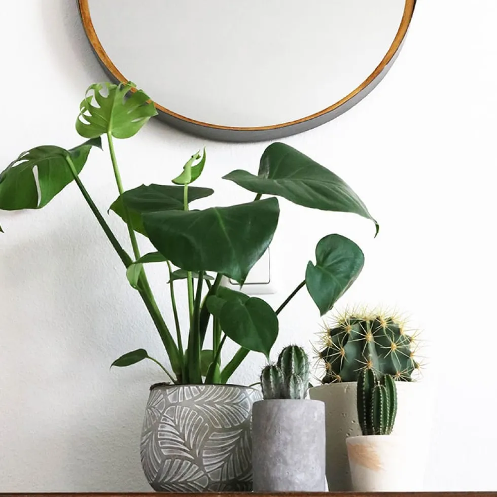 Monstera deliciosa (Costilla de Adán)