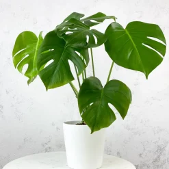 Monstera deliciosa (Costilla de Adán)