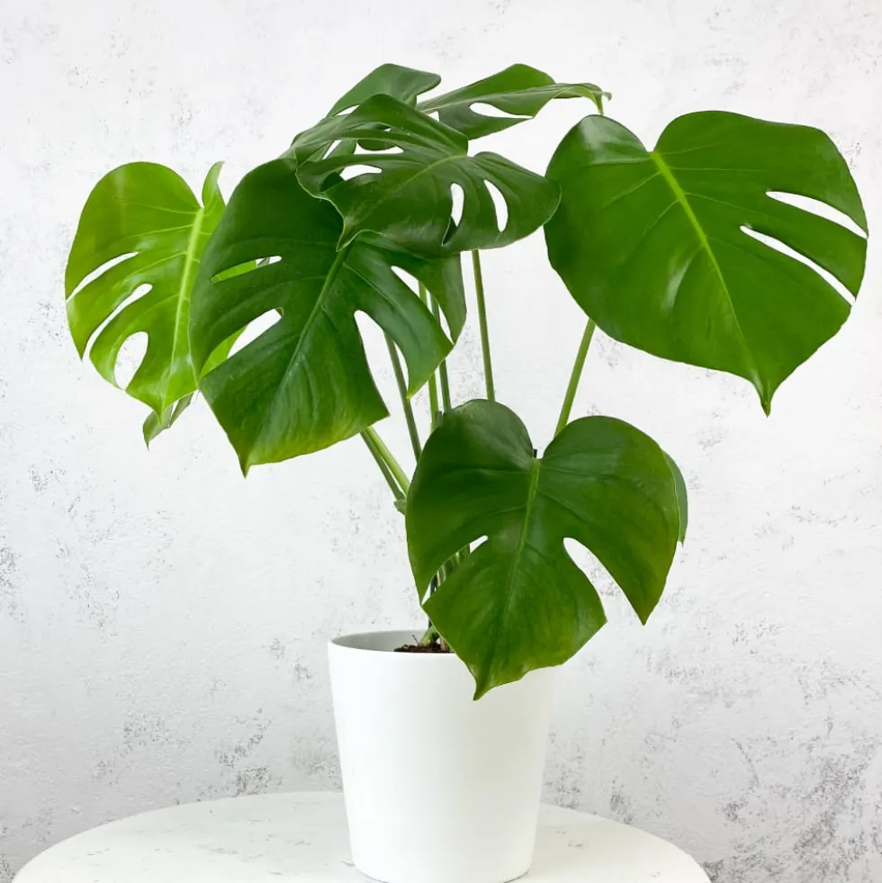 Monstera deliciosa (Costilla de Adán)