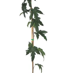 Morus alba 'Fruitless'