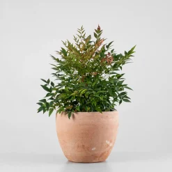 Nandina domestica 'Gulf Stream'