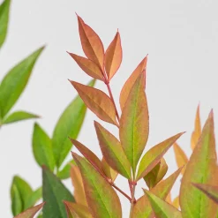 Nandina domestica 'Gulf Stream'
